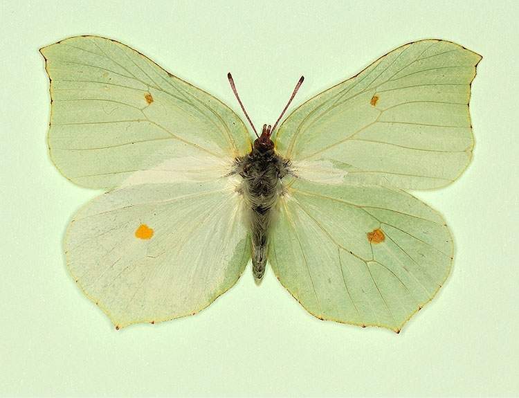 Gonepteryx rhamni female (aberrant form intermedia) (Internet Image property of respective owner, non-commercial use only)